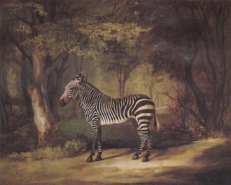 George Stubbs A Zebra